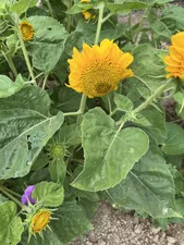 تجریه خرید بذر گل آفتابگردان زینتی پابلند زرد آرکا بذر ایرانیان کد 137-ARK