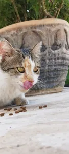 تجریه خرید غذای خشک گربه بالغ نوتری پت مدل 29Percent Pro مقدار 2 کیلوگرم