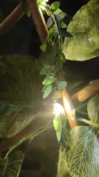 ریسه ال ای دی طرح Leaf طول 5 متر