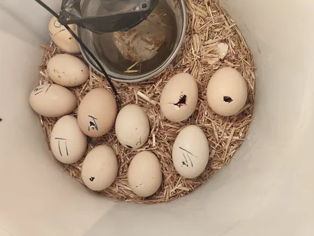 ترموستات کنترلر دما دیجیتال مدل 1209