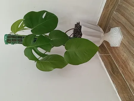 گلدان مدل پایه دار کد 22cm