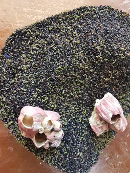 بذر پلنت آکواریوم مدل چمن ریز کوبایی