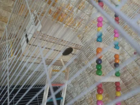 لانه پرنده مدل عروس هلندی درب کشویی طرح چوبی