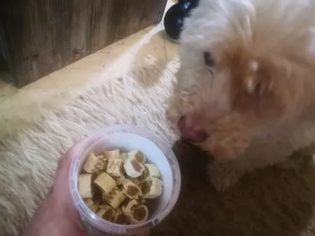 تشویقی توله سگ تیدبیت مدل Cheese وزن 150 گرم