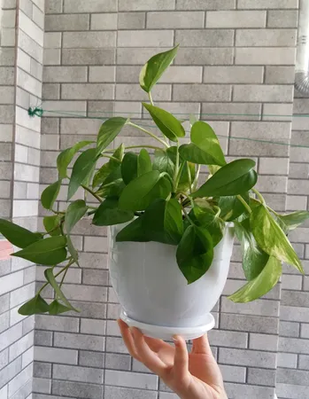 گلدان طرح ارکیده کد 164