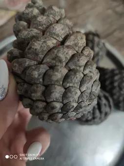 میوه تزیینی درخت کاج کد 62 مجموعه 5 عددی