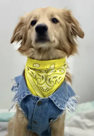 دستمال سر و گردن مدل khavar012