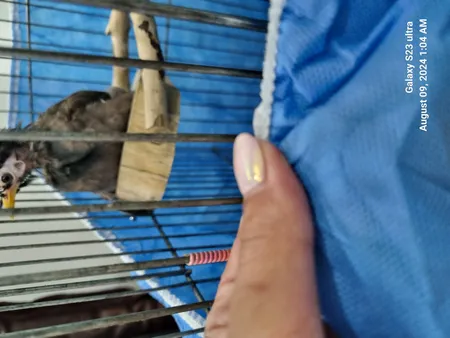 کاور قفس حیوانات مدل 1033