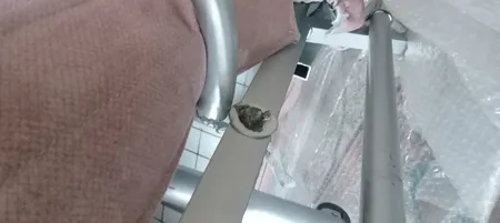 مبل تختخواب شو یک نفره مدل لاوانته