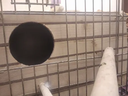 لانه پرنده مدل عروس هلندی