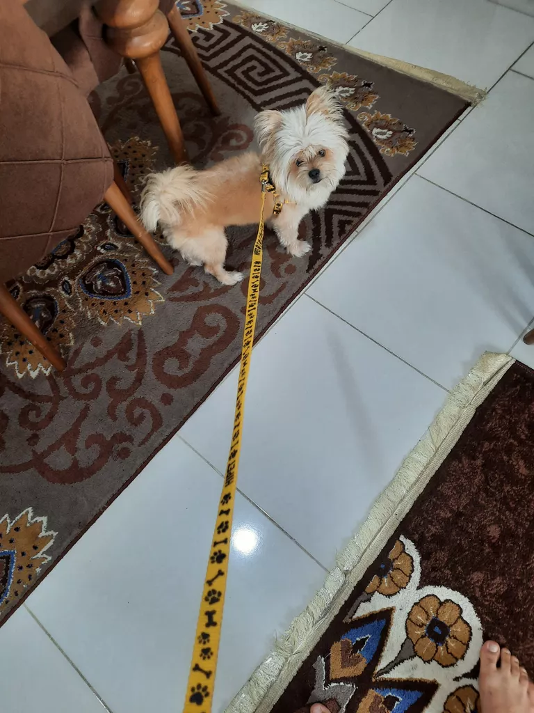 ست قلاده کتفی و گردنی سگ هایپت مدل fancyyl