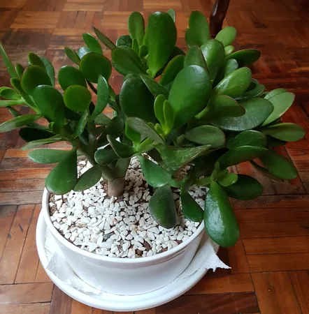 گیاه طبیعی یشم مدل F-06