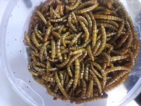 غذای تشویقی عروس هلندی ولکانو میلورم کد MWC60 وزن 60 گرم