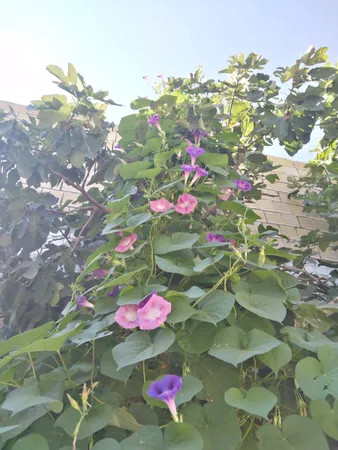 بذر گل نیلوفر رونده الوان گلبرگ پامچال کد GPF-093