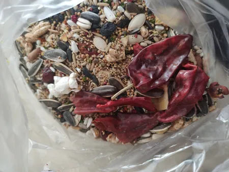 غذای خشک عروس هلندی تاپ فید مدل Cockatiles Nuts وزن 750 گرم