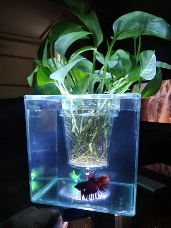 گلدان طرح آکواریوم کد ck106