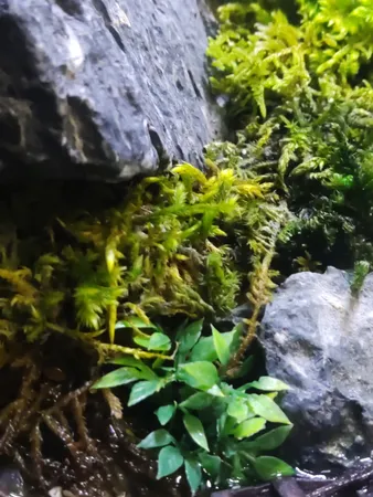 گیاه تزیینی آکواریوم مدل چمن خطی مونت کارلو