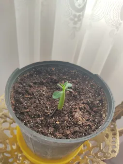 بذر بنسای آدنیوم صورتی سانیا سید مدل A03