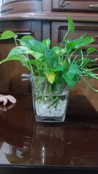 سنگ تزیینی مدل D10 وزن 1 کیلو گرم