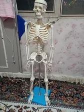 تجریه خرید بازی آموزشی مولاژ اسکلت بدن انسان مدل Skeleton85