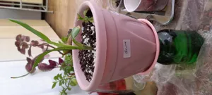 تجریه خرید بذر اختر پرگل گیلدا کد 904