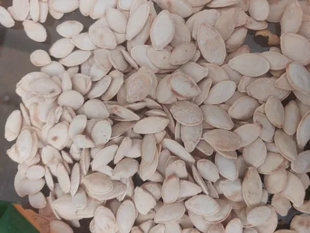 تخمه کدو گوشتی چاپار مقدار 400 گرم