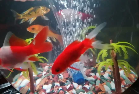 سنگ تزیینی آکواریوم مدل 5col وزن 1کیلوگرم