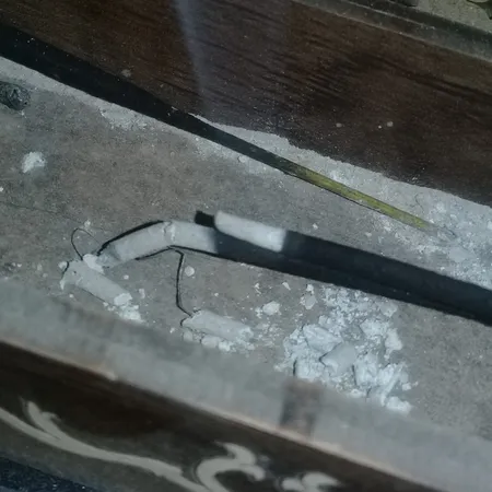 عود هم مدل جنگل بارانی