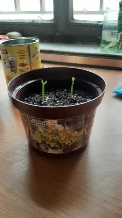 بذر بنسای آدنیوم زرد سانیا سید مدل A02