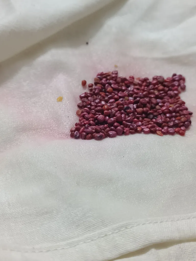 بذر ترپچه گیلدا کد 099 مجموعه 4 عددی