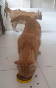 تجریه خرید غذای گربه بالغ مفید مدل ADULT CAT وزن 2 کیلوگرم