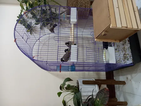 قفس عروس هلندی مدل 1034