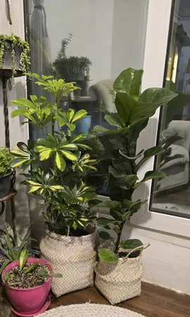 گیاه طبیعی آپارتمانی فیکوس لیراتا کد FL12