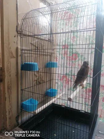 قفس عروس هلندی مدل 1034