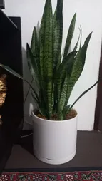 گلدان مدل استوانه ای مهر و ماه کد 804