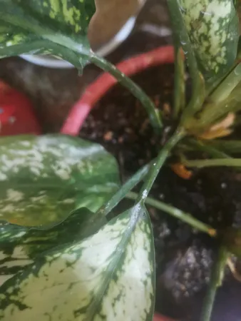 قارچ کش مانکوزب سبز دارو مدل P200 وزن 40 گرم