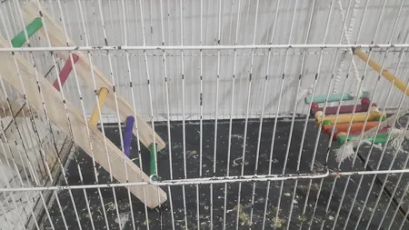 اسباب بازی پرندگان کد 335 مجموعه 3 عددی