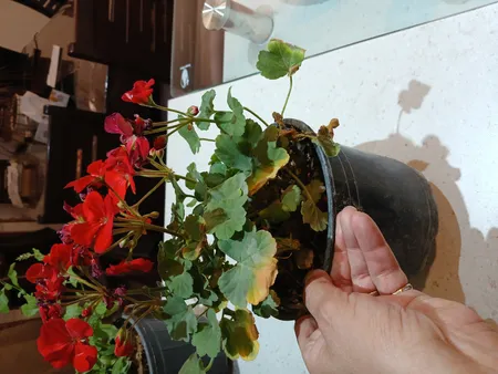 گیاه طبیعی شمعدانی کد shamd01