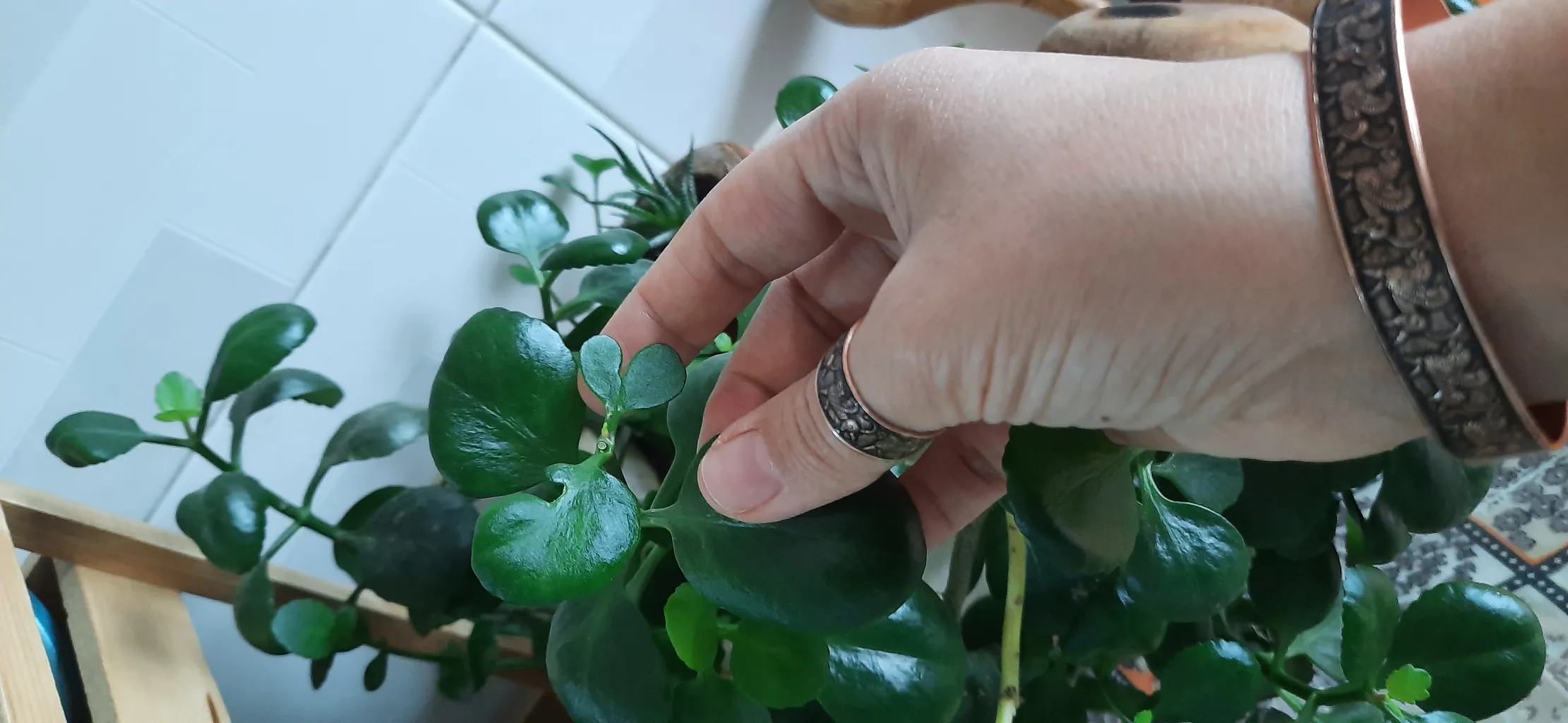 نیم ست زیورآلات دست ساز زنانه مدل هفت شیر کد JW48.2