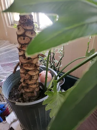 دستگاه بخور سرد مدل 188