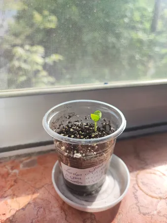 بذر بنسای ارغوان سانیا سید مدل S6