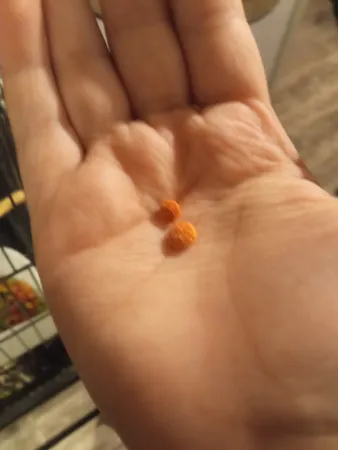 غذای عروس هلندی مدل پلت میوه ای وزن 100 گرم