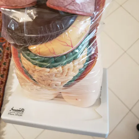 بازی آموزشی طرح مولاژ آناتومی بدن انسان مدل 4040