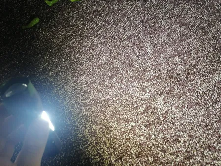 چراغ قوه دستی اسمال سان مدل ZY-513