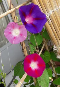 تجریه خرید بذر گل نیلوفر رونده الوان آذر سبزینه مدل A138