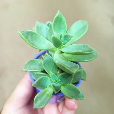 گیاه طبیعی کاکتوس و ساکولنت آیدین کاکتوس کد CB-004 بسته 12 عددی