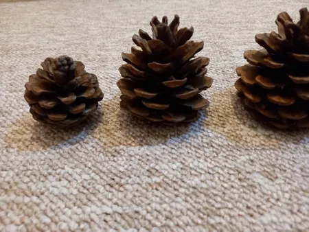 میوه تزیینی کاج مدل 121111مجموعه 5 عددی