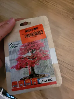 بذر بنسای افرا قرمز ژاپنی سانیا سید مدل S3