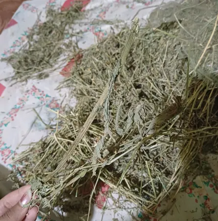 یونجه جوندگان مدل نوین وزن 1000 گرم