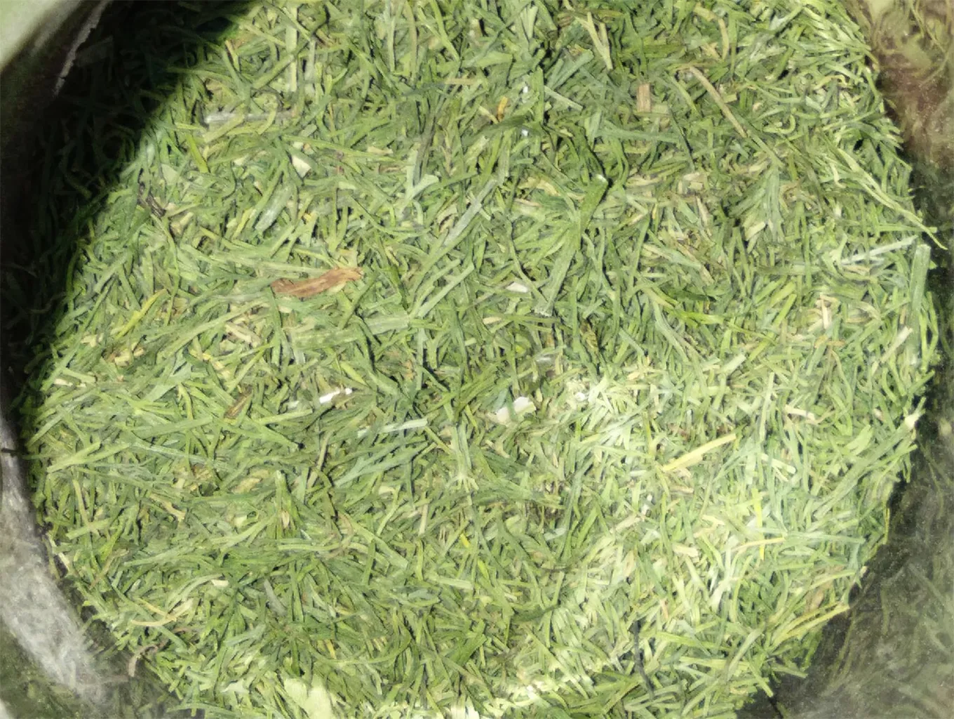 سبزی خشک شويد ضامن - 60 گرم